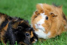 meerschwein1.jpg